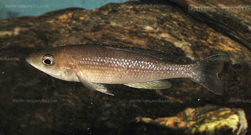 Cyprichromis sp. 'dwarf jumbo' Kigoma
